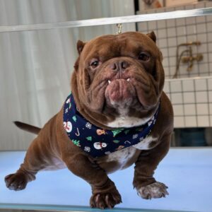 Dog Hair Styling