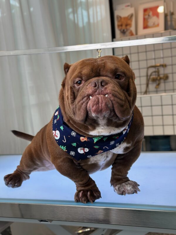 Dog Hair Styling