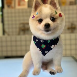 pet studio