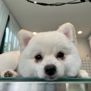 dog nail clippng & nail filing