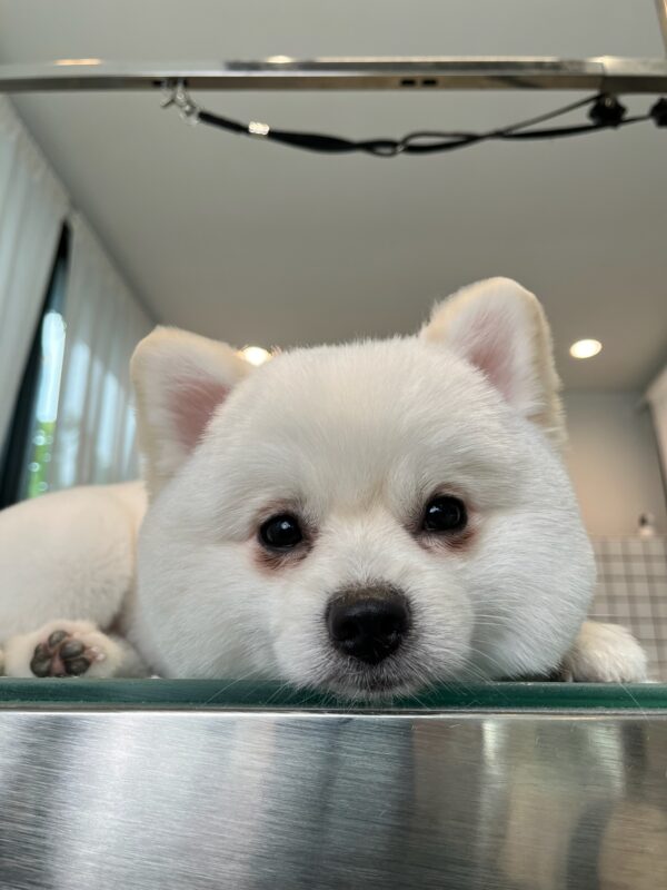 dog nail clippng & nail filing