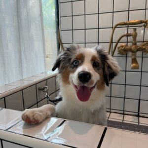 Paw Hair Trim