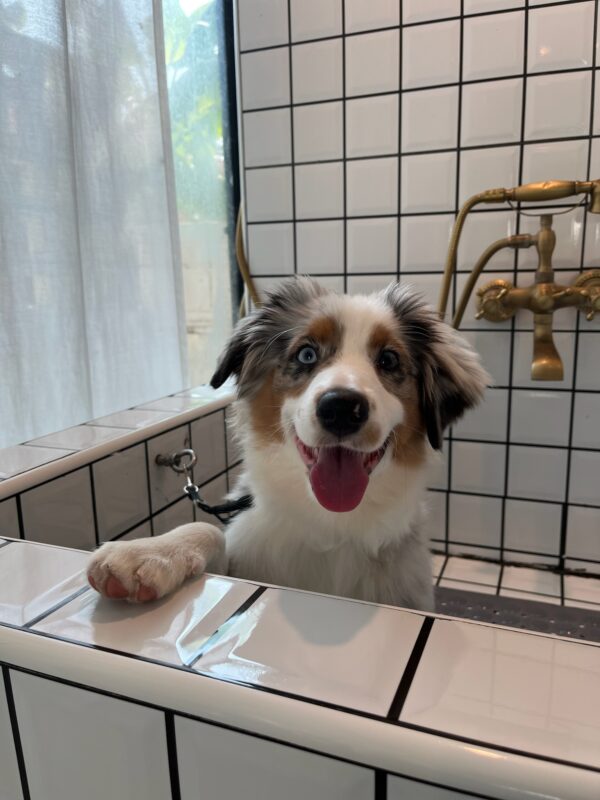 Paw Hair Trim