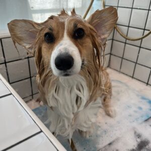 dog basic bath longhair dog grooming