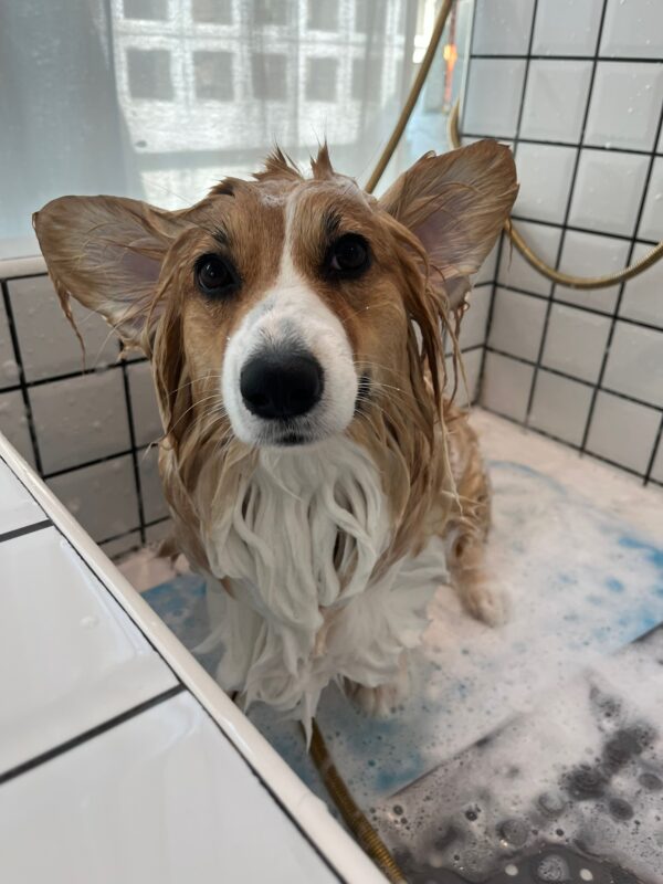 dog basic bath longhair dog grooming