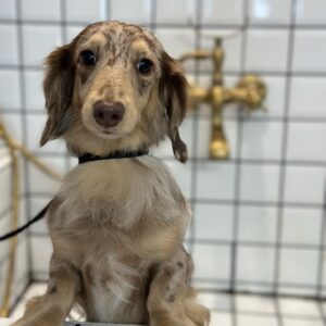 shorthair dog basic bath grooming