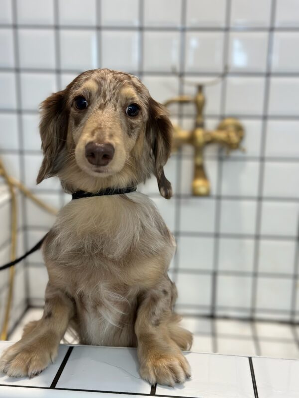 shorthair dog basic bath grooming