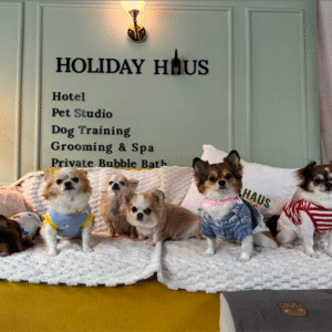 Dog Hotel Day Care