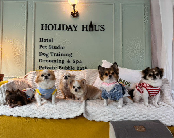 Dog Hotel Day Care