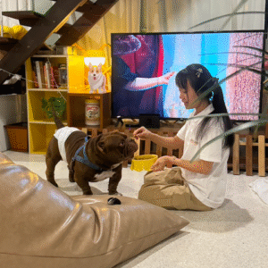 Dog Hotel Night Care