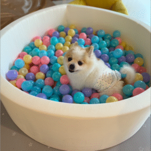 Dog Hotel Overnight