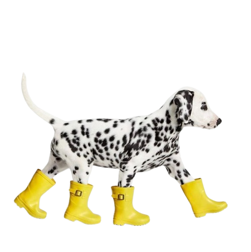 Cage-Free Dog Hotel in Bangkok